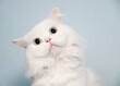 © Cavan Images - Beautiful fluffy white cat with alert expression