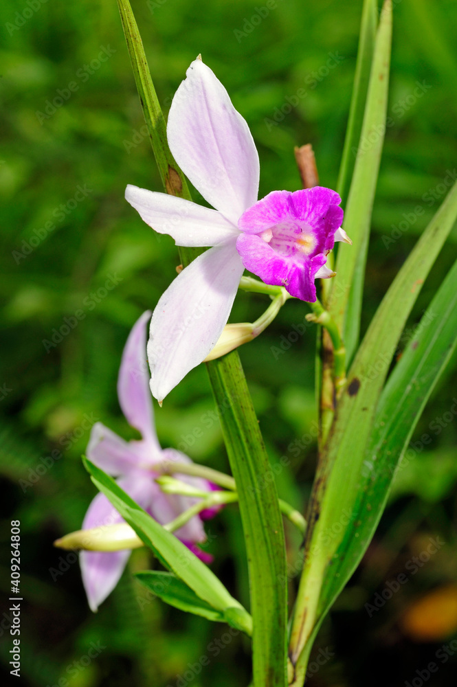 Bamboo Orchid in Sri Lanka // Orchidee im Sinharaja Nationalpark (Arundina graminifolia) - Sri Lanka - obrazy, fototapety, plakaty 