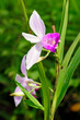 Bamboo Orchid in Sri Lanka // Orchidee im Sinharaja Nationalpark (Arundina graminifolia) - Sri Lanka