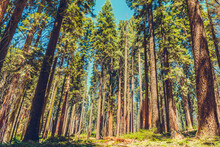 Sequoia National Park In California, USA