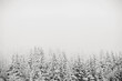 © Cavan Images - Snow storm covered pine trees recede into fog, Saddleback, Maine