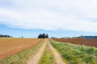 © Cavan Images - Scenic view of a plowed field wheat dirt road in spring