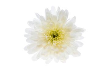 Wall Mural - white chrysanthemum isolated