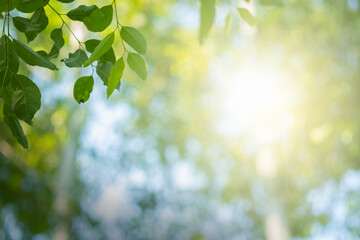Wall Mural - Choose the focus point on the leaf,The leaves are fresh green with copy space.light green.