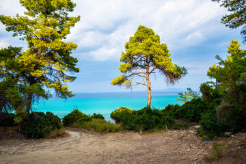 Sticker - Trees near the sea