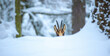 Mountain chamois in the snowy forest of the Luzickych Mountains
