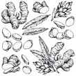 © Evgenii Dolzhenkov - Collection of vector hand-drawn ginger sketches. Vintage Engraving style