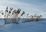 Fototapeta Psy - Minimalistyczny zimowy krajobraz.
