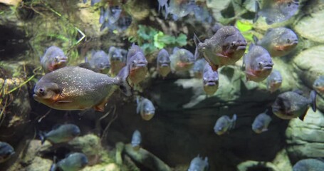 Sticker - Piranha - Colossoma macropomum