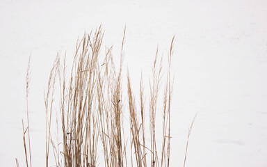 Naklejka na meble Dry grass on a background of snow. Snow-covered field. Winter natural background