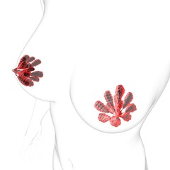 Mammary Glands Anatomy For Medical Concept 3D