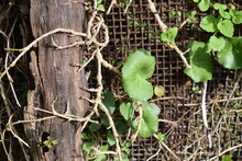 Round Green Leaves Of Wall Pennywort (Umbilicus Rupestris) Growing From Behind A Wire Mesh