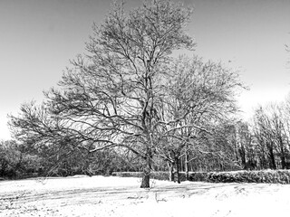 BRIGHT SNOWY DAY - MONOCHROME