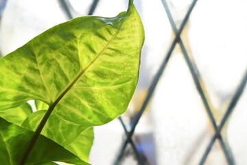 Wall Mural - Bright Green Leaf by a Window