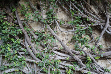 Poster - Closeup shot of winding vines and roots covering a wall. Perfect for background