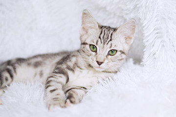 Wall Mural - Kitten stripes on white background