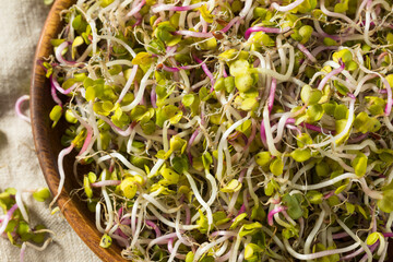 Sticker - Organic Raw Red Radish Sprout Microgreens