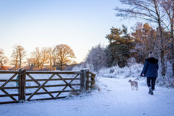 Wall Mural - woman walking her dog in the snow