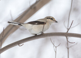 side view close up of northern shrike bird on tree branch in winter