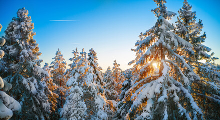 Aufkleber - Top of firs in beautiful winter forest at sunset time