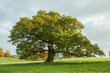 © Jenn's Photography  - Oak tree in the field