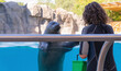 © mariokeeneye - Portrait of a seal in a pool looking at its keeper waiting for its food.