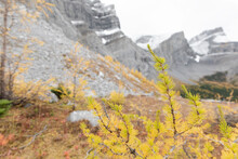 Autumn Tree Branch Below Rugged Mountains, Canadian Rockies