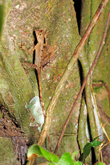 Wall Mural - Sri Lankan kangaroo lizard // Wiegmanns Agame (Otocryptis wiegmanni)