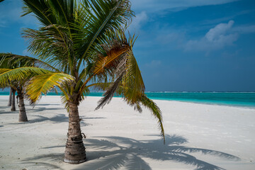 Wall Mural - plage de cocotiers