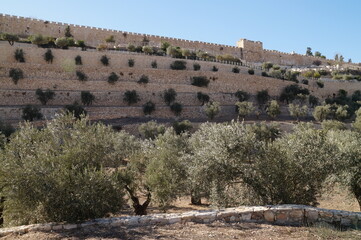 olive gardens at the wall of old jerusalem