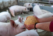 Farmer holding dry food for pigs in hands