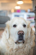 © Katie - Closeup of Great Pyrenees family dog looking guilty