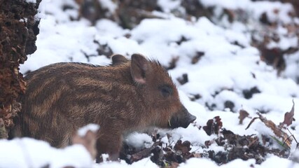 Wall Mural - closeup young wild boar sus scrofa calm piggy being cold in deep winter woods. wildlife tranquil sce