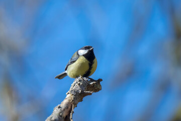 Wall Mural - Great tit Parus major bird closeup