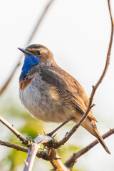 Wall Mural - Closeup of a blue-throat bird Luscinia svecica cyanecula singing in a tree