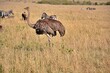 Struś masajski (S. c. massaicus) - samica. Rezerwat Masai Mara, Kenia