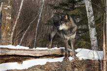 Black-Phase Grey Wolf (Canis Lupus) Stands Straddling Top Of Log Winter