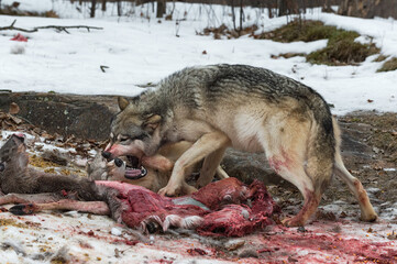 Wall Mural - grey wolf (canis lupus) bares teeth at second at white-tail deer carcass winter