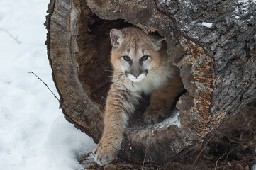 Wall Mural - female cougar (puma concolor) sticks one leg out from inside log winter
