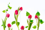 Fototapeta Tulipany - spring colorful flowers tulips. nature