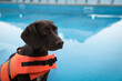 Dog rescuer in life vest near swimming pool outdoors, closeup