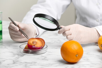 Wall Mural - scientist with magnifying glass exploring plum in laboratory, closeup. poison detection