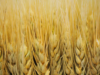 Wheat Background Close-up