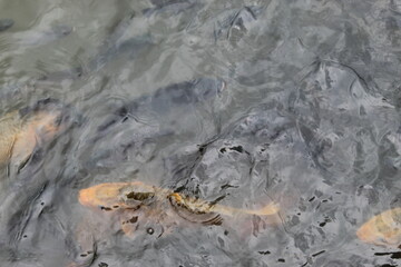  The fish in the pond are eating. koi fish swimming in the pond