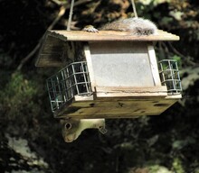 A Squirrel Hanging Upside Down On A Wooden Bird Feeder Eating Seeds On A Sunny Day In The Forest