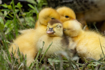 Wall Mural - Mother duck and the ducklings