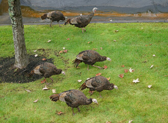 Wall Mural - close up on wild turkeys on the meadow