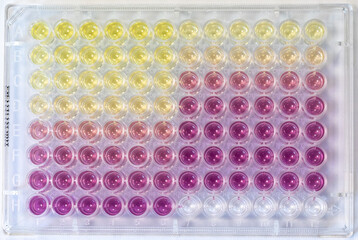 Canvas Print - Results of a laboratory colorimetric experiment with microplate, determination of the antioxidant capacity with DPPH