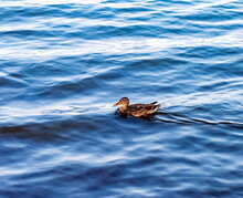 Duck On Blue Pond Water Background