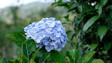 Wall Mural - Beautiful blue hydrangea or hortensia flower blooming in the garden